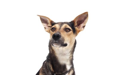 sevimli köpek arıyorum