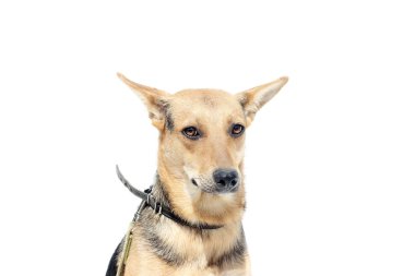 sevimli köpek arıyorum