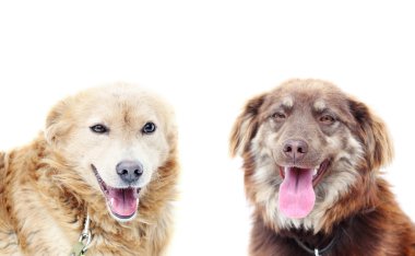 sevimli köpek grubu