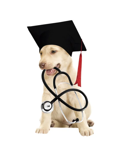 Puppy in Bachelor's hat — Stock Photo, Image