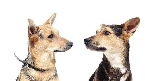 Gorup de cães bonitos — Fotografia de Stock