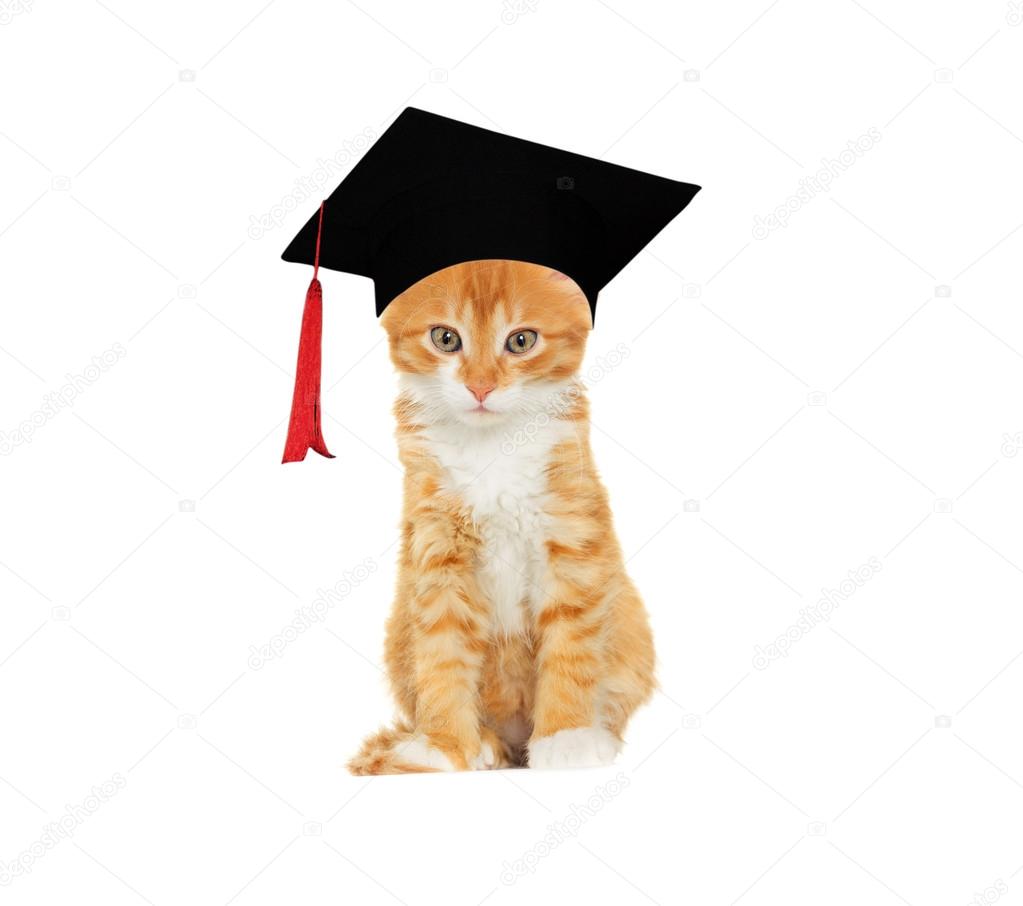 Bekarlığa veda şapkalı kedi — Stok Foto © gurinaleksandr 102031858