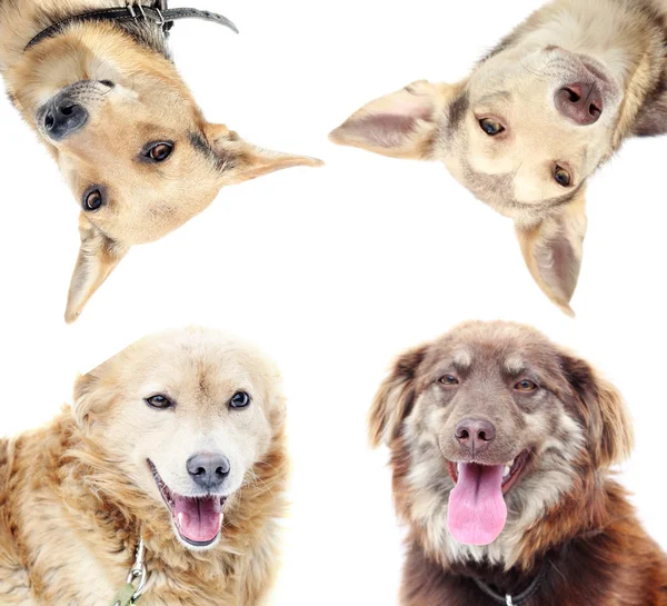 Gorup of cute dogs — Stock Photo, Image