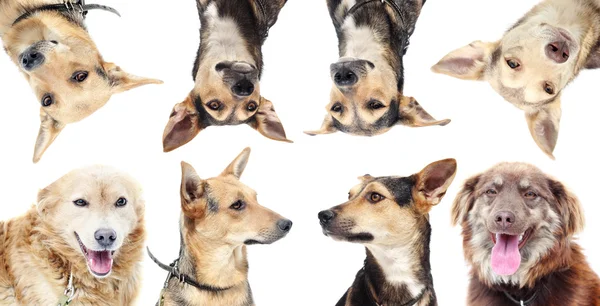 Gorup of cute dogs — Stock Photo, Image