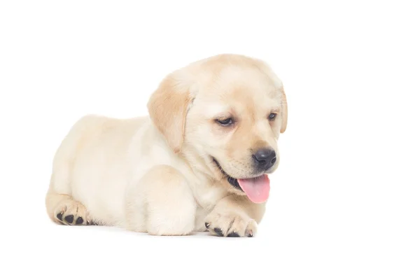 Lindo cachorro Labrador — Foto de Stock