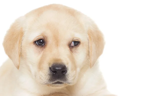 Cucciolo carino del labrador — Foto Stock