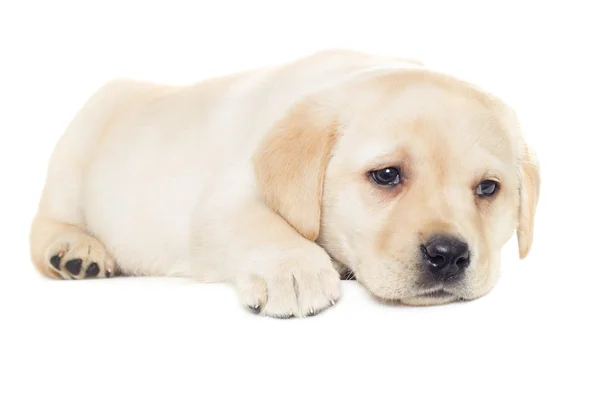 Cute labrador puppy — Stock Photo, Image