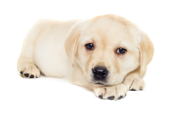 Cachorrinho labrador bonito — Fotografia de Stock