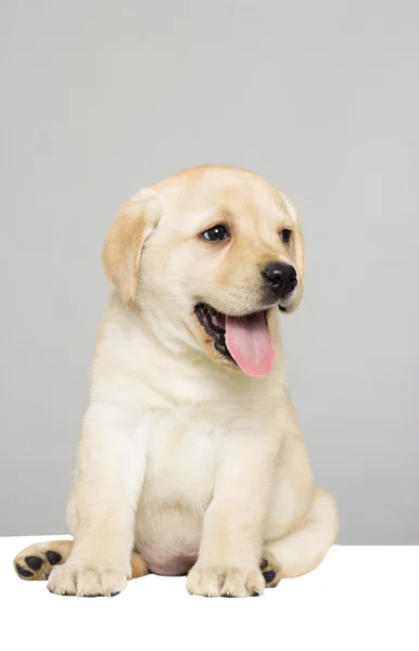 Лабрадор милий щеня — стокове фото