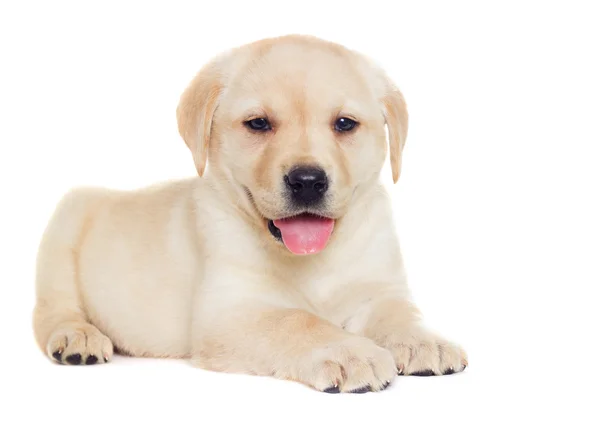 かわいいラブラドール子犬 — ストック写真