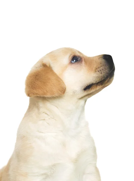 Roztomilé štěně labradora — Stock fotografie