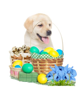 Labrador köpek yavrusu ve Paskalya set