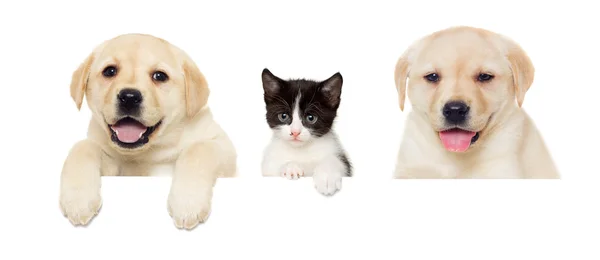 Kitten en labrador puppies — Stockfoto