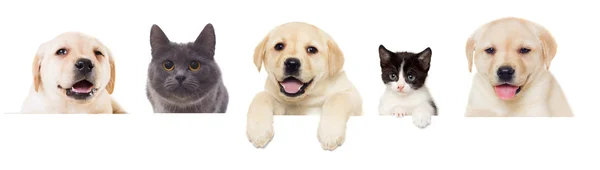 Set of pets looking — Stock Photo, Image