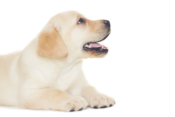 Cachorrinho labrador bonito — Fotografia de Stock