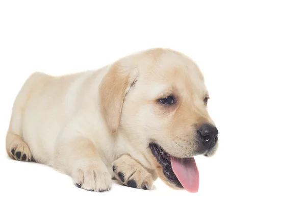 Cute labrador puppy — Stock Photo, Image
