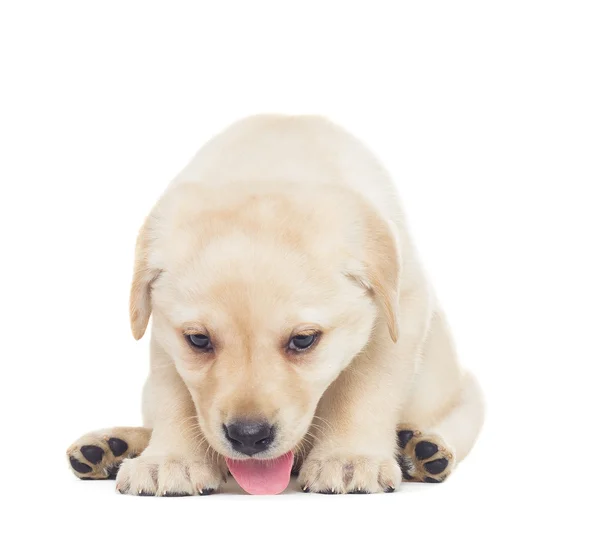 Cachorrinho labrador bonito — Fotografia de Stock