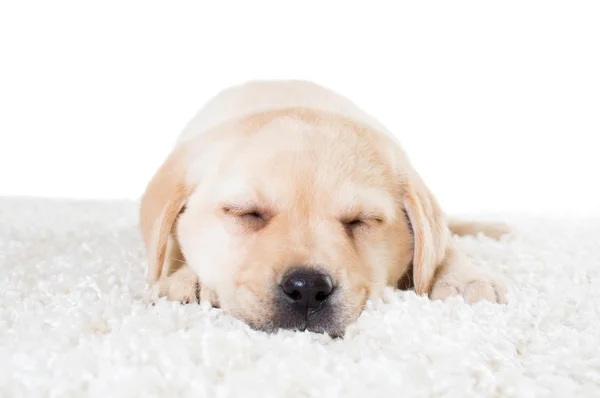 Cute puppy sleeping — Stock Photo, Image