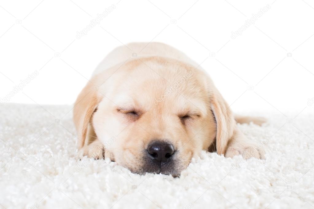 Cute puppy sleeping