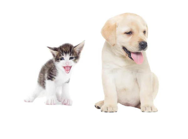 Gatinho engraçado e filhote de cachorro labrador — Fotografia de Stock