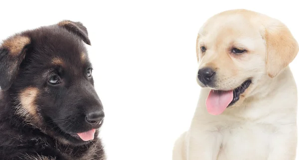 Labrador and a German Shepherd puppy on a white background — Stock Photo, Image