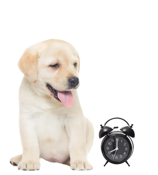 Labrador and Alarm clock — Stock Photo, Image