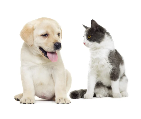 Katze und Hund — Stockfoto