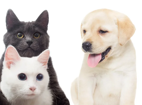 Gato e cão em um fundo branco isolado — Fotografia de Stock