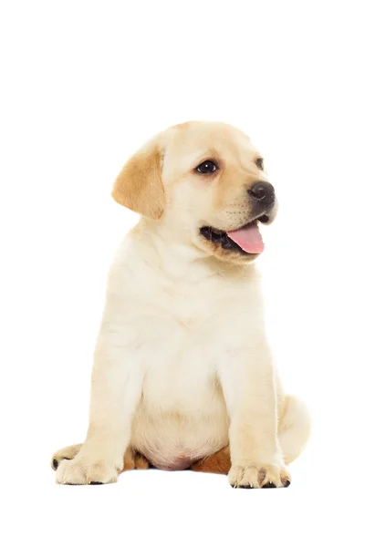 Ein Labrador-Welpe — Stockfoto