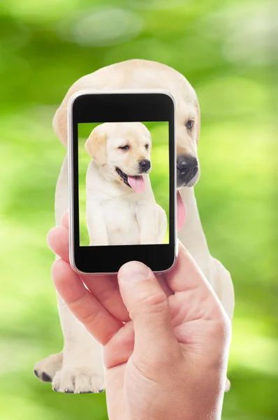 Man photographing a puppy on  smartphone — Stock Photo, Image