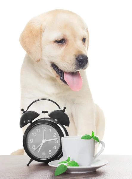 Hund und Tasse Tee — Stockfoto