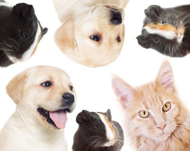 yavru kedi ve köpeklerine izole beyaz bir arka plan