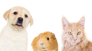 yavru kedi ve köpeklerine izole beyaz bir arka plan