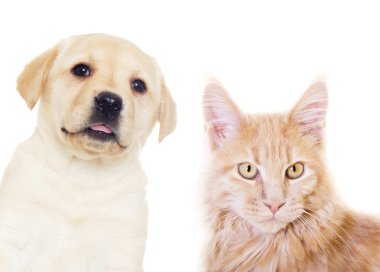 yavru kedi ve köpeklerine izole beyaz bir arka plan