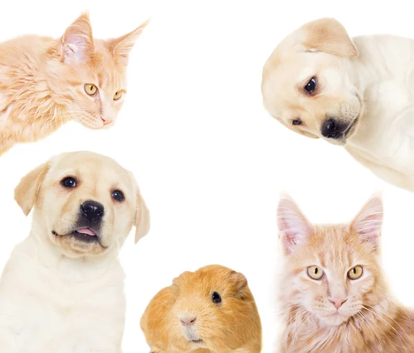Kitten en pup op een witte achtergrond, geïsoleerd — Stockfoto