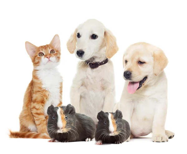 A Set pets — Stock Photo, Image