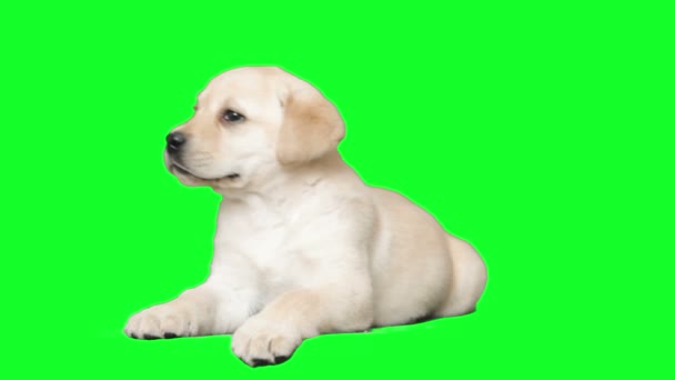 緑色の画面の上に横たわるラブラドール — ストック動画