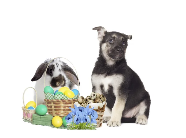 Funny puppy and easter set — Stock Photo, Image