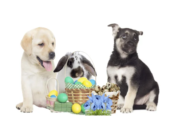 Funny puppy and easter set — Stock Photo, Image