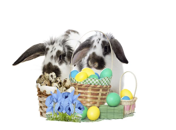 Rabbit and Easter set — Stock Photo, Image