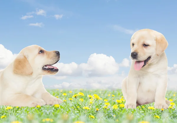 Två labrador hundvalp i gräset — Stockfoto