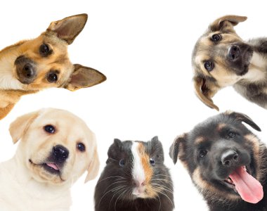  köpek yavrusu ve eskiden şiling şimdi domuz 