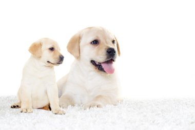 Labrador köpek yavrusu yalan ve görünüyor