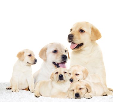 Labrador köpek yavrusu yalan ve görünüyor