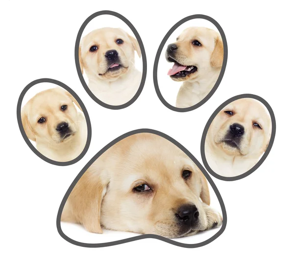 Set of puppies, paw — Stock Photo, Image