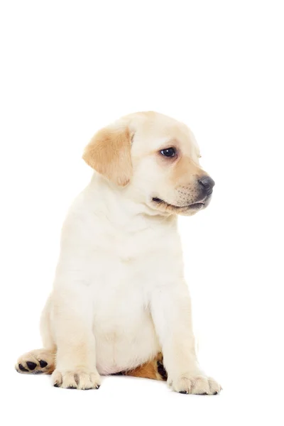 Un labrador mira — Foto de Stock