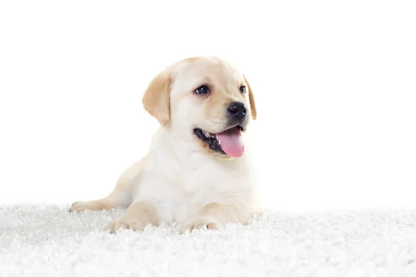 Labrador cachorro miente y mira — Foto de Stock