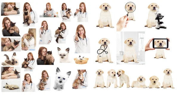 En veterinärmedicinska läkare — Stockfoto
