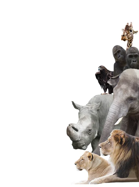 Et afrikansk dyr - Stock-foto