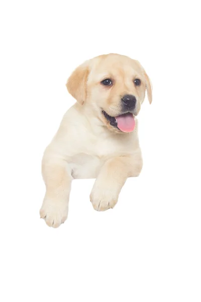 Filhote de cachorro labrador engraçado em um fundo branco isolado — Fotografia de Stock